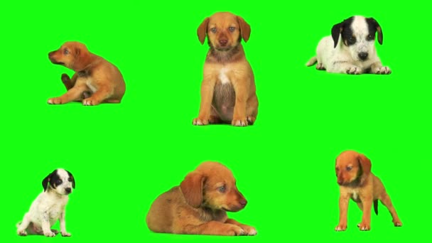 Štěně Pes Set Izolované Zeleném Pozadí Obrazovky — Stock video