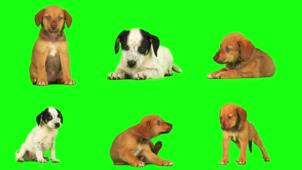 Štěně Pes Set Izolované Zeleném Pozadí Obrazovky — Stock video