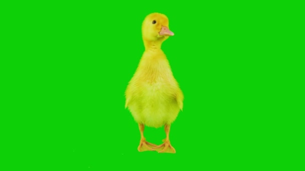 Kachní Žlutá Sada Izolované Zeleném Pozadí Obrazovky — Stock video