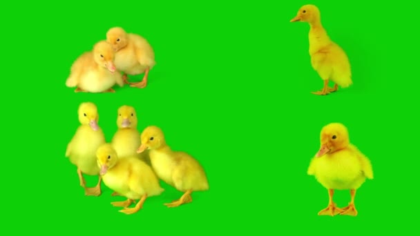Ördek Yavrusu Sarı Set Yeşil Arkaplan Ekranında Izole Edildi — Stok video