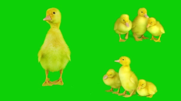 在绿色背景屏幕上隔离的鸭子黄色套件 — 图库视频影像