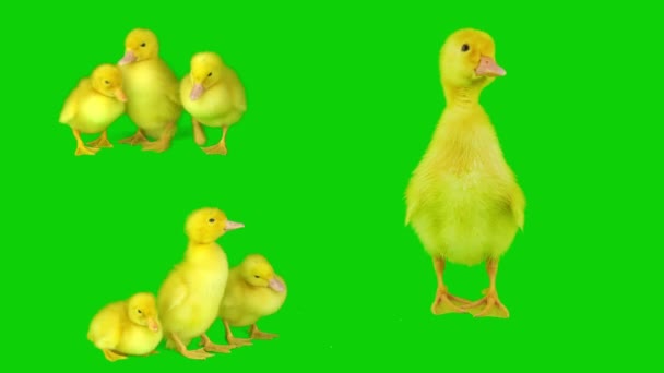 在绿色背景屏幕上隔离的鸭子黄色套件 — 图库视频影像