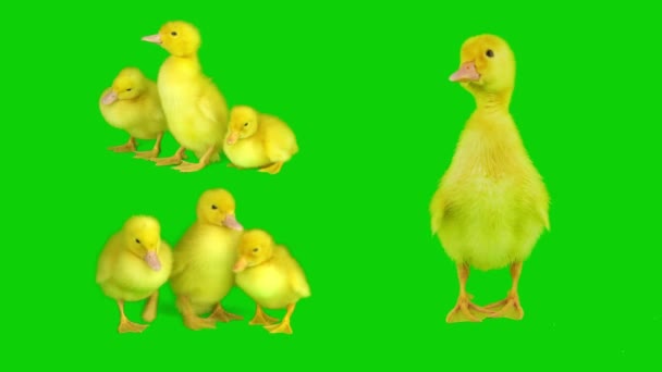 Duckling Geel Set Geïsoleerd Groene Achtergrond Scherm — Stockvideo