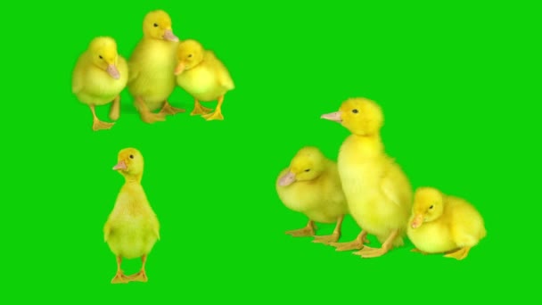 Duckling Yellow Set Isolated Green Background Screen — Stock Video