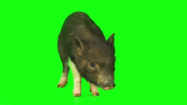 Свинячий Набір Ізольований Зеленому Фоні Екрану — стокове відео