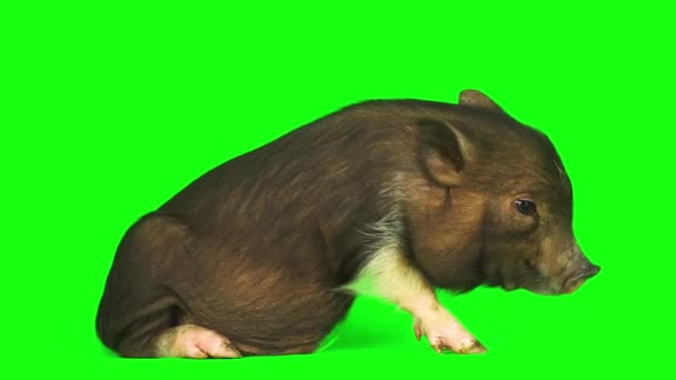Piglet Babi Diisolasi Pada Layar Latar Belakang Hijau — Stok Video