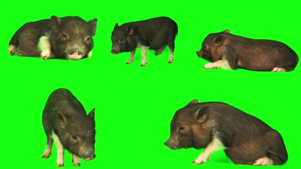 猪仔猪集隔离在绿色背景屏幕上 — 图库视频影像