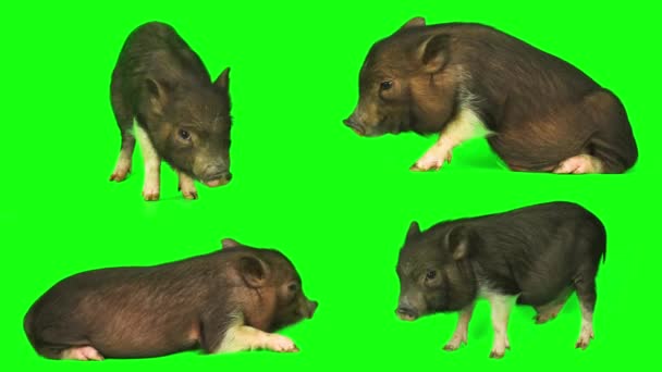 Cerdo Lechón Conjunto Aislado Pantalla Fondo Verde — Vídeos de Stock
