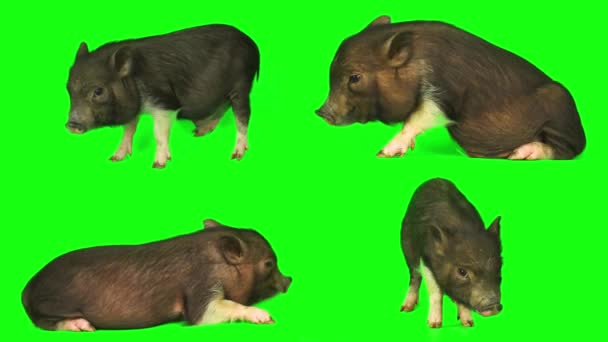 Cerdo Lechón Conjunto Aislado Pantalla Fondo Verde — Vídeo de stock