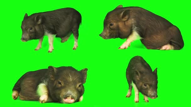 猪仔猪集隔离在绿色背景屏幕上 — 图库视频影像