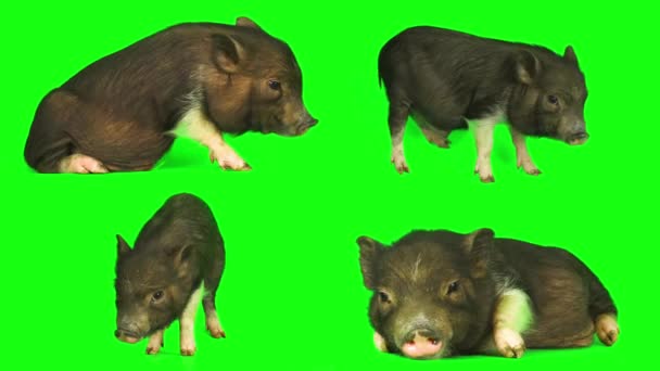 Pig Piglet Set Isolated Green Background Screen — Stock Video