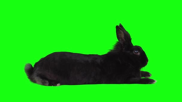 ウサギは隔離された緑の背景スクリーンを置きました — ストック動画