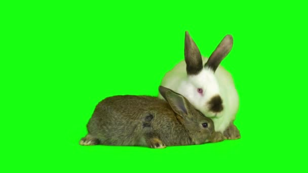 兔子设置孤立的绿色背景屏幕 — 图库视频影像
