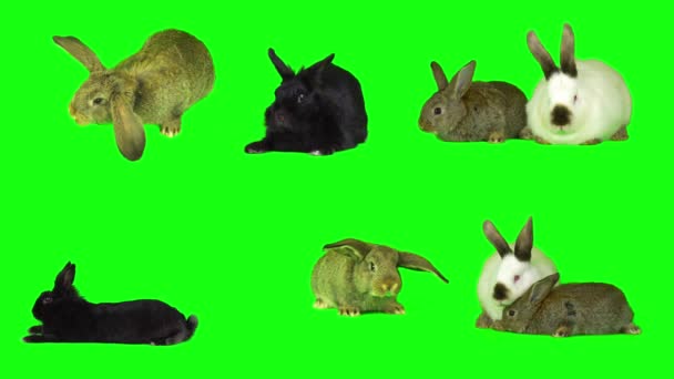 Tavşan Tavşan Kümesi Izole Edilmiş Yeşil Arkaplan Ekranı — Stok video