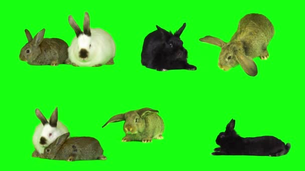 Kaninchenhase Gesetzt Isoliert Grünen Hintergrund Bildschirm — Stockvideo