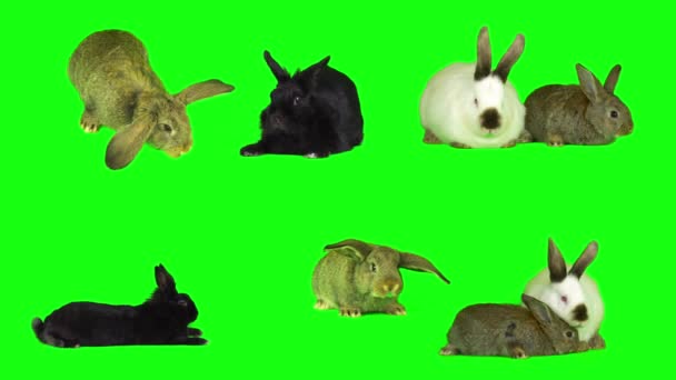 Заяц Кролика Набор Изолированный Зеленый Фон Экран — стоковое видео