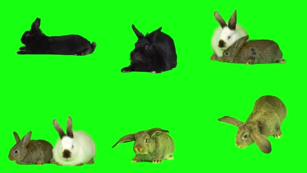 Liebre Conejo Conjunto Aislado Pantalla Fondo Verde — Vídeos de Stock