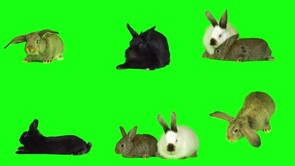 Kaninchenhase Gesetzt Isoliert Grünen Hintergrund Bildschirm — Stockvideo