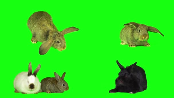 Rabbit Hare Set Isolated Green Background Screen — Stock Video