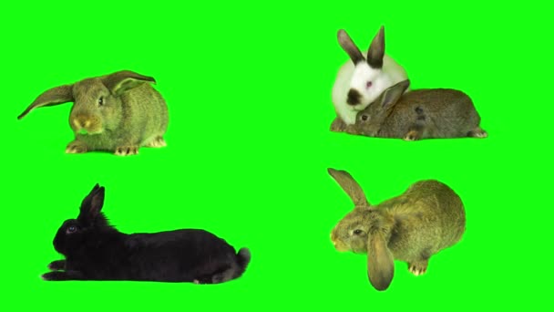 Заяц Кролика Набор Изолированный Зеленый Фон Экран — стоковое видео