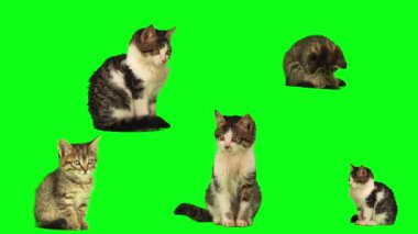 kedi yavrusu seti yeşil arkaplan ekranında izole edildi