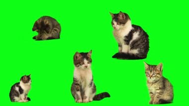 kedi yavrusu seti yeşil arkaplan ekranında izole edildi