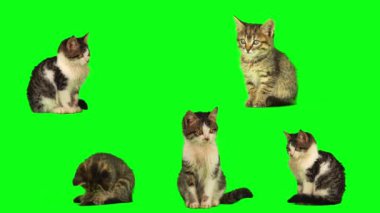 kedi yavrusu seti yeşil arkaplan ekranında izole edildi
