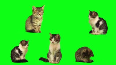kedi yavrusu seti yeşil arkaplan ekranında izole edildi