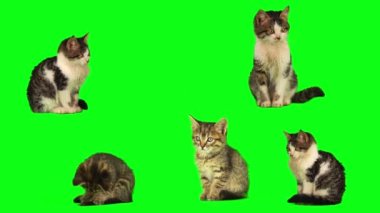 kedi yavrusu seti yeşil arkaplan ekranında izole edildi