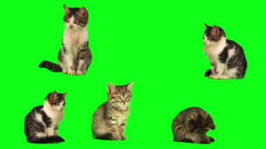 kedi yavrusu seti yeşil arkaplan ekranında izole edildi