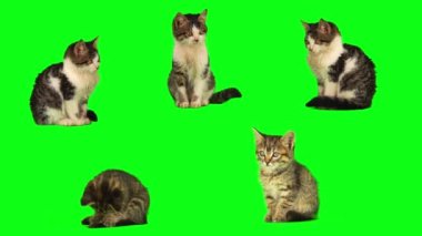 kedi yavrusu seti yeşil arkaplan ekranında izole edildi