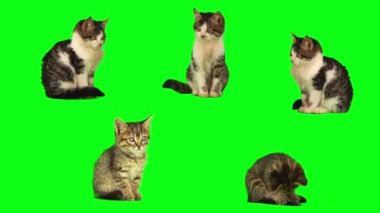 kedi yavrusu seti yeşil arkaplan ekranında izole edildi