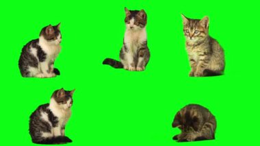 kedi yavrusu seti yeşil arkaplan ekranında izole edildi