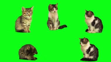 kedi yavrusu seti yeşil arkaplan ekranında izole edildi