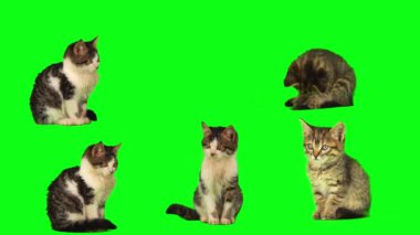 kedi yavrusu seti yeşil arkaplan ekranında izole edildi