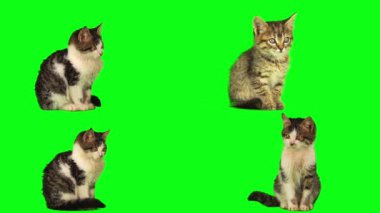 kedi yavrusu seti yeşil arkaplan ekranında izole edildi
