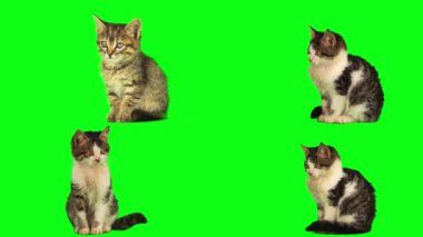 kedi yavrusu seti yeşil arkaplan ekranında izole edildi