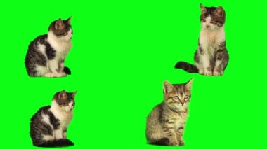 kedi yavrusu seti yeşil arkaplan ekranında izole edildi