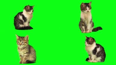 kedi yavrusu seti yeşil arkaplan ekranında izole edildi