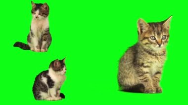 kedi yavrusu seti yeşil arkaplan ekranında izole edildi