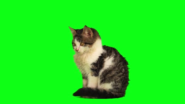 Kočka Koťátko Set Izolované Zeleném Pozadí Obrazovky — Stock video