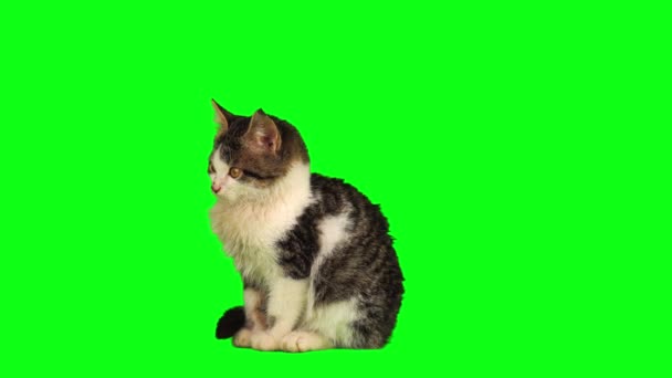 Gato Gatito Conjunto Aislado Verde Fondo Pantalla — Vídeo de stock