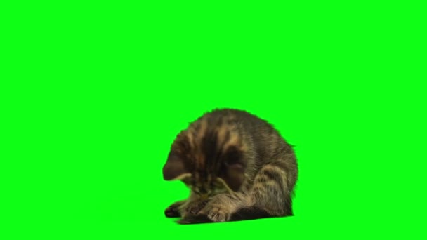 Katzenkätzchen Isoliert Auf Grünem Hintergrund — Stockvideo