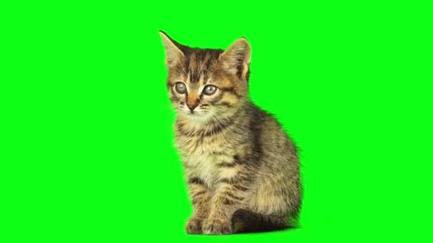 猫の子猫は緑の背景スクリーンで隔離される置きました — ストック動画