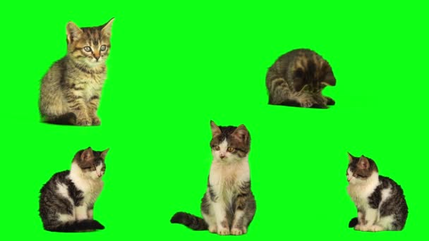 Gato Gatinho Conjunto Isolado Tela Fundo Verde — Vídeo de Stock