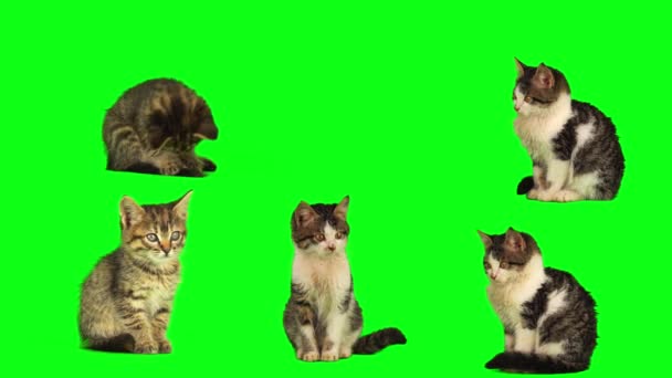 Gato Gatinho Conjunto Isolado Tela Fundo Verde — Vídeo de Stock