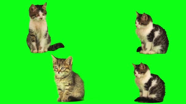 Kedi Yavrusu Seti Yeşil Arkaplan Ekranında Izole Edildi — Stok video