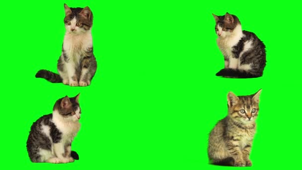 Cat Kitten Set Isolated Green Background Screen — Stock Video