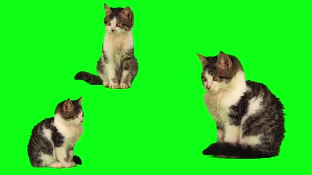 Macska Cica Készlet Elszigetelt Zöld Háttér Képernyő — Stock videók
