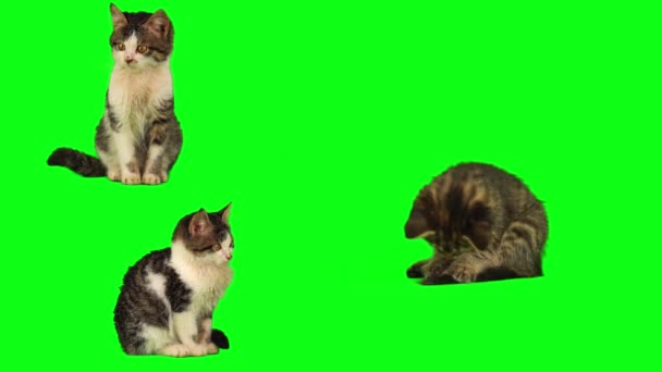 Kedi Yavrusu Seti Yeşil Arkaplan Ekranında Izole Edildi — Stok video